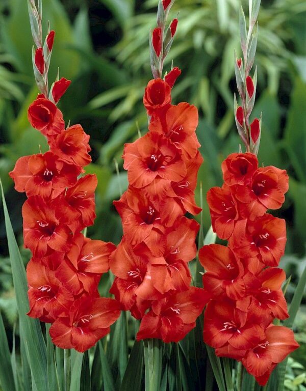 Gladiolus IN DARK RED COLOR