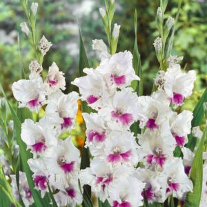 White gladiolus with striking pink heart