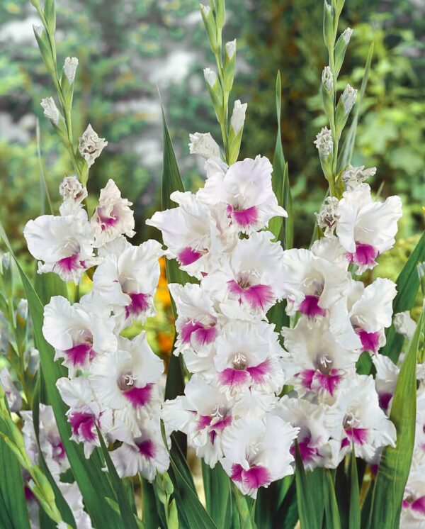 White gladiolus with striking pink heart