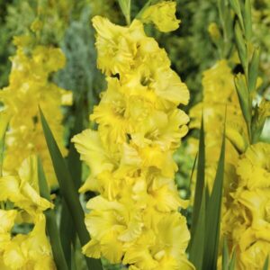 Yellow gladiolus