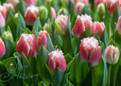 Tulip Trail 2023