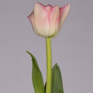 Single pink tulip