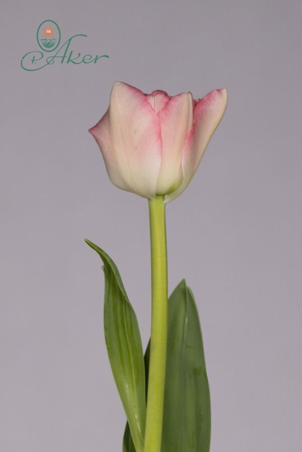 Single pink tulip