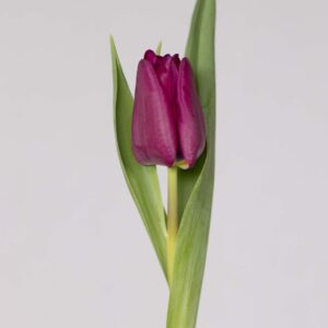 Single dark purple tulip