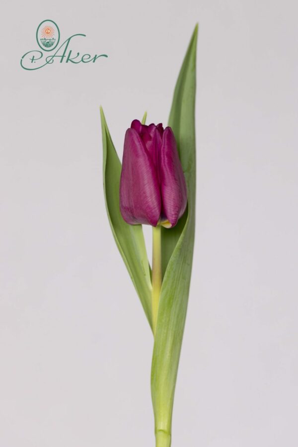 Single dark purple tulip