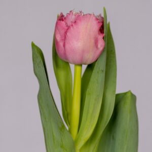 Single fringed pink tulip