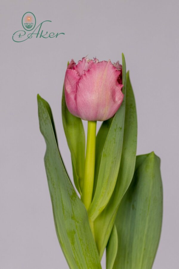 Single fringed pink tulip