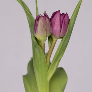 Double purple tulip