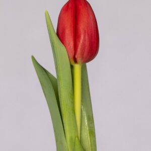 Single red tulip