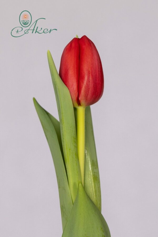 Single red tulip