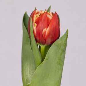 Single double red/white tulip