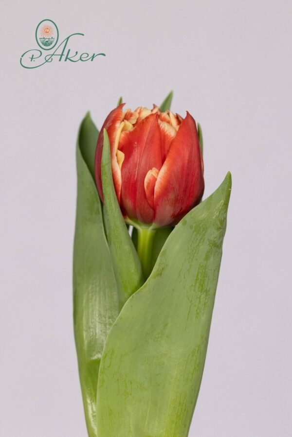 Single double red/white tulip
