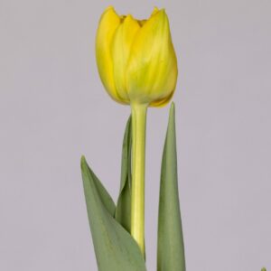 Single yellow double tulip