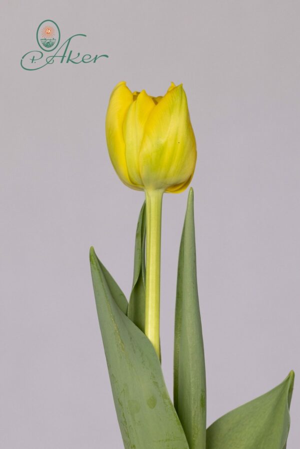 Single yellow double tulip