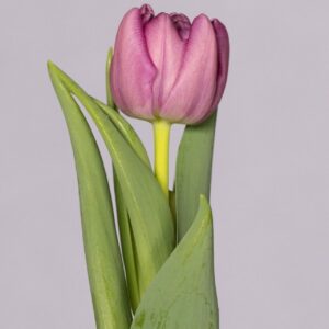 Single pink tulip Kickstart