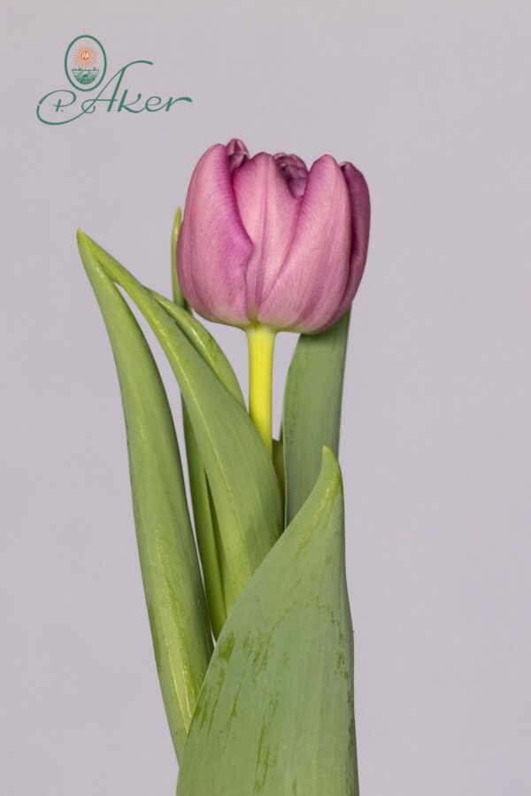 Single pink tulip Kickstart