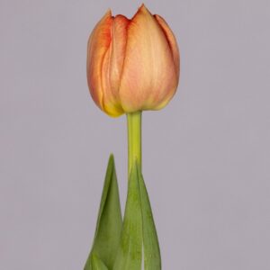 Single orange tulip Kiteman