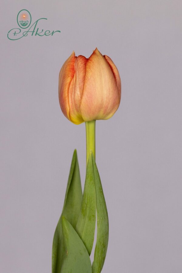 Single orange tulip Kiteman