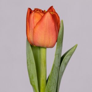 Single orange tulip Lorenzo