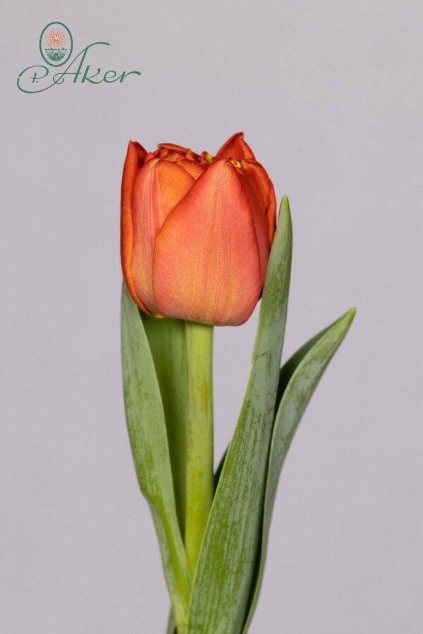 Single orange tulip Lorenzo