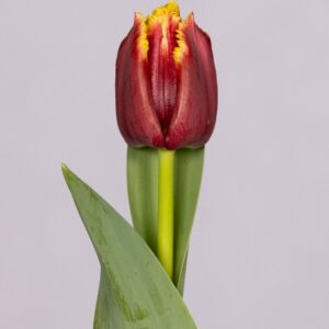Single red/yellow tulip Mercure