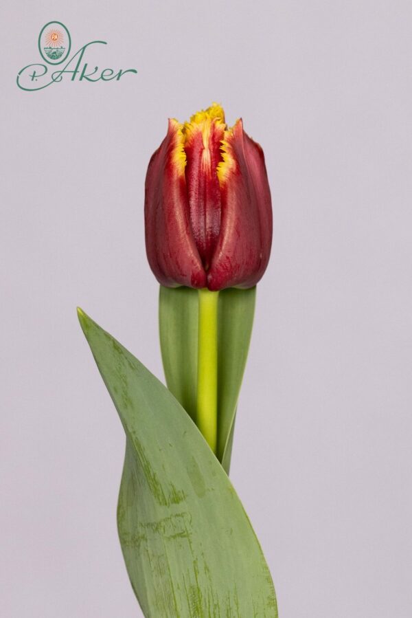 Single red/yellow tulip Mercure