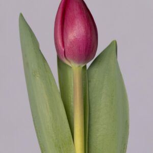 Single purple tulip Panama