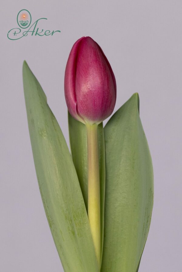Single purple tulip Panama