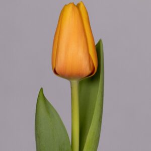 Single orange tulip Salmon Lalibela