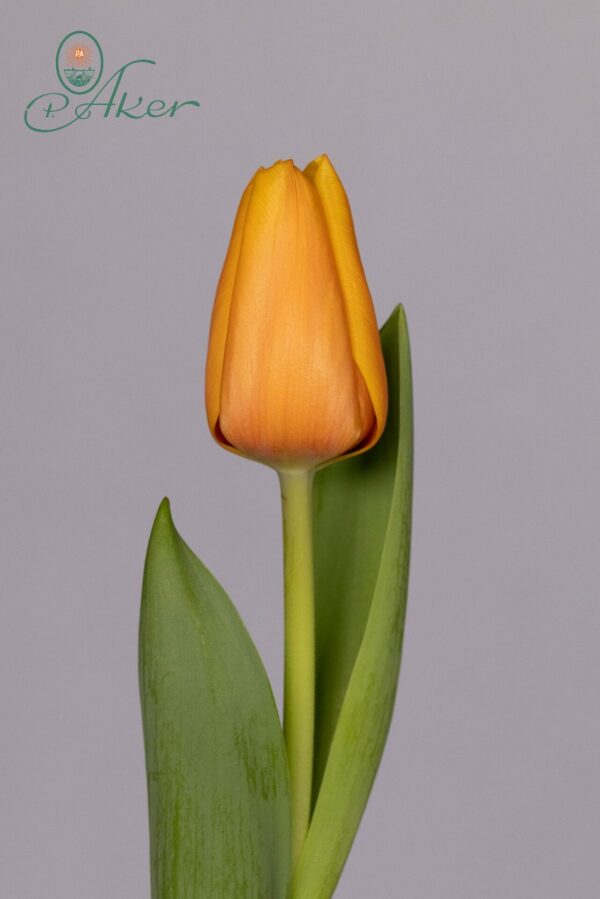 Single orange tulip Salmon Lalibela