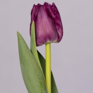 Single fringed purple tulip San Clemente