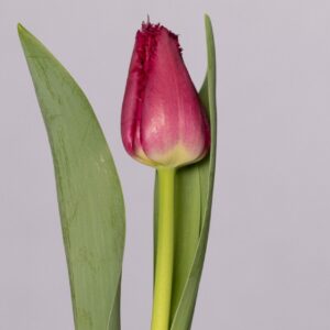 Purple fringed tulip San Christina