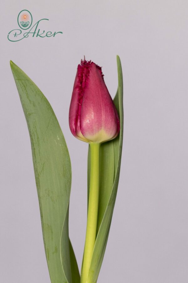Purple fringed tulip San Christina