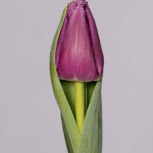 Single fringed purple tulip San Luiz
