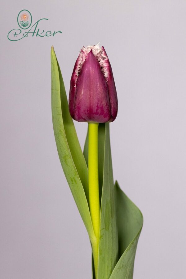 Single fringed tulip purple/white San Martin