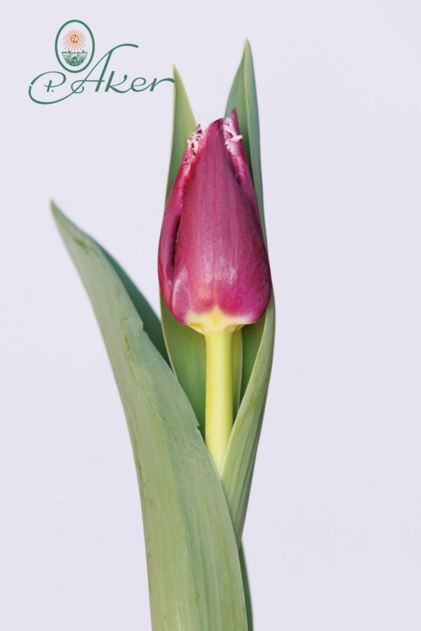 Single purple fringed tulip San Martin
