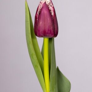Single purple/white fringed tulip San Martin