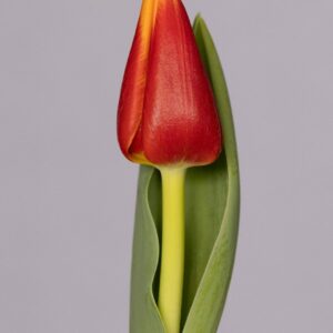 Single tulip Red/Yellow Spirit