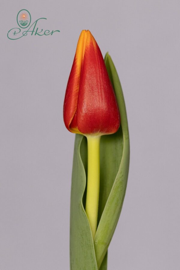 Single tulip Red/Yellow Spirit