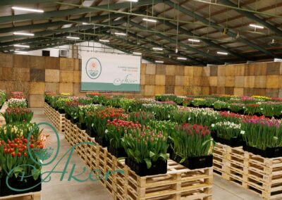 Tulip Trade Event 2024