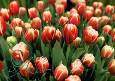 Tulip Trade Event 2024