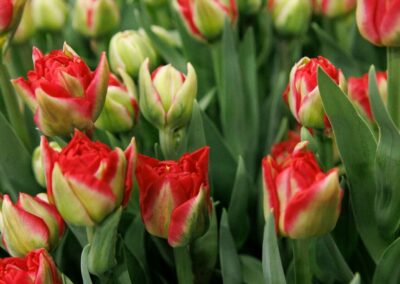 Tulip Trade Event 2024