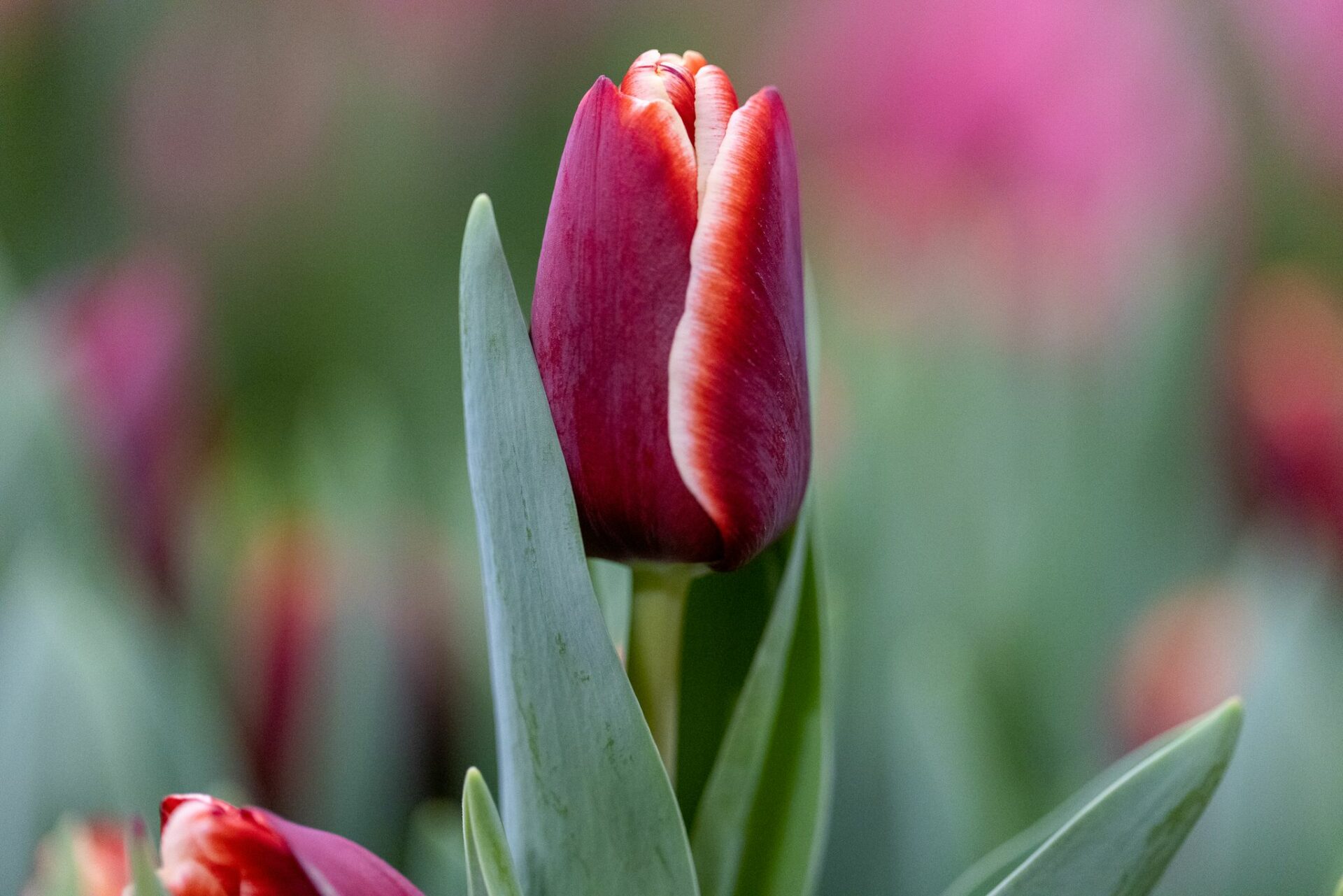 Tulpen