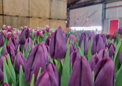 Tulip Trade Event 2024