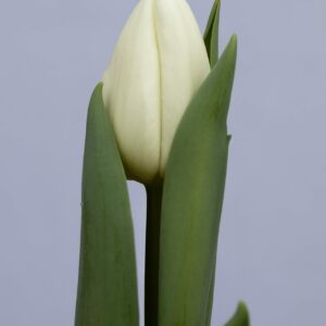 Single white tulip Alborz