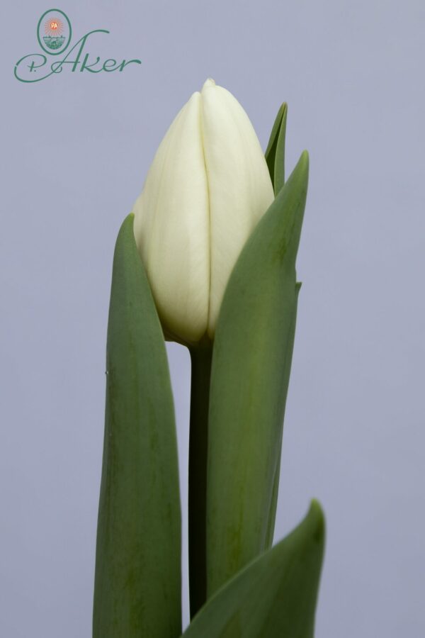 Single white tulip Alborz