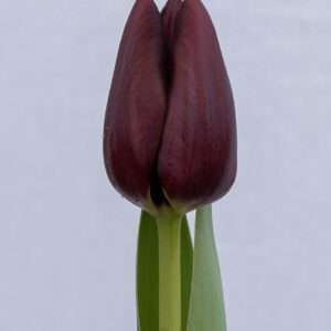 Single dark purple tulip Black Bean