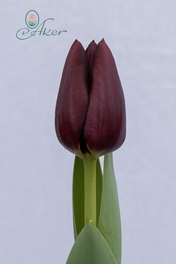 Single dark purple tulip Black Bean