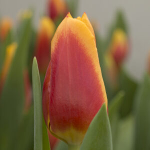 Single red/yellow tulip Bombita