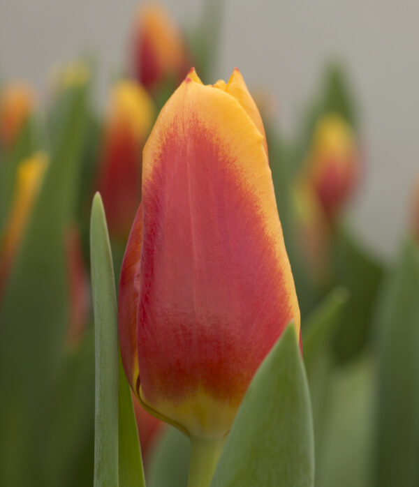 Single red/yellow tulip Bombita